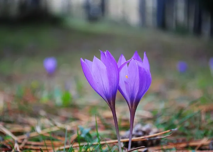 Da Peneda * Lamas de Mouro